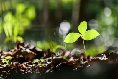 Growing plant in garden with evening sunlight, shallow depth of field