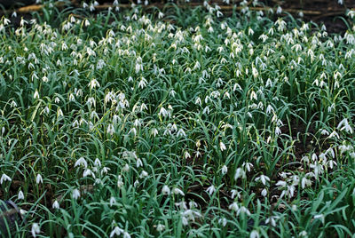 Close-up of plants growing on field