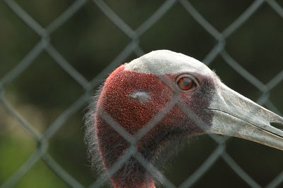 Close-up of bird