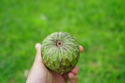 Close-up of person holding apple