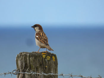Bird perching on wooden post