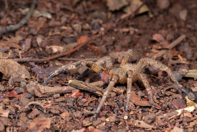 High angle view of insect on land