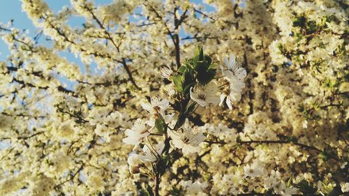 Low angle view of white flowers blooming on tree