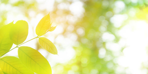 Close-up of yellow flowering plant