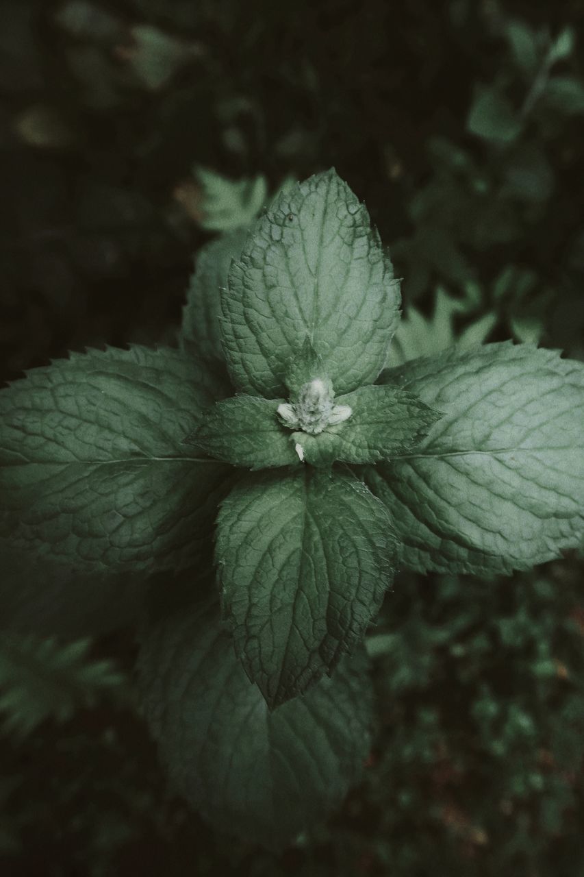 HIGH ANGLE VIEW OF FLOWERING PLANT ON LEAF