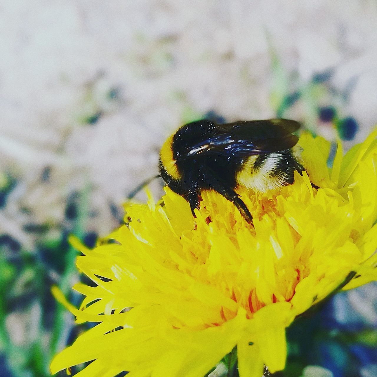 flower, insect, fragility, animal themes, yellow, one animal, petal, animals in the wild, nature, freshness, beauty in nature, growth, close-up, bee, flower head, plant, outdoors, no people, day, pollination, animal wildlife, focus on foreground, bumblebee