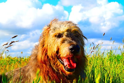 Close-up of a dog on field