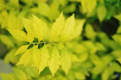 Full frame shot of leaves