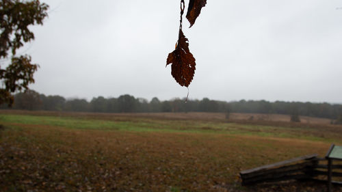 Field and leaves hanging on land against sky