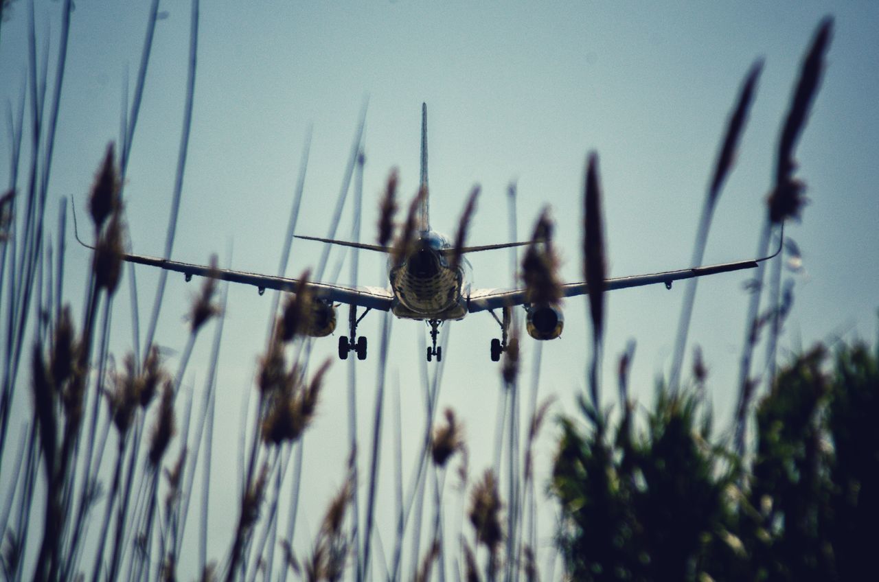 CLOSE-UP OF INSECT ON PLANT