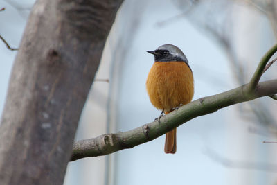 Close-up of bird perching on branch