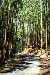 Road passing through forest