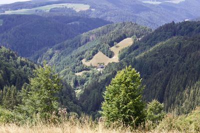 High angle view of pine trees in valley