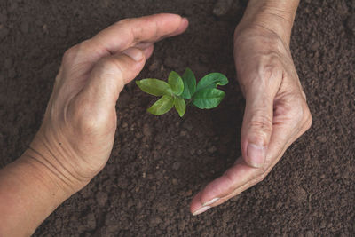 Close-up of hand holding small plant