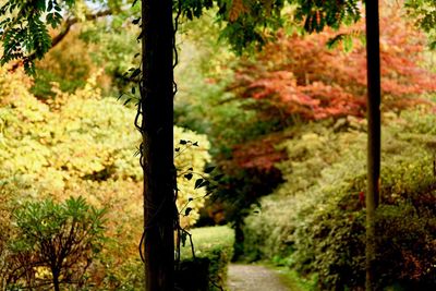 View of trees in forest