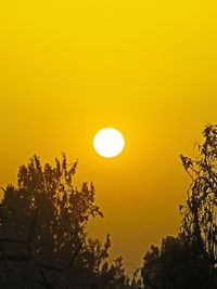 Low angle view of silhouette trees against orange sky