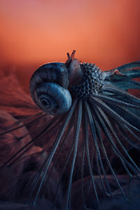 Close-up of snail on plant