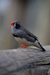 Close-up of bird perching on wooden table