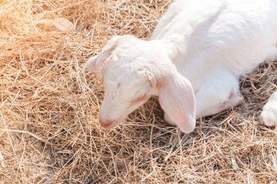 High angle view of a dog on field