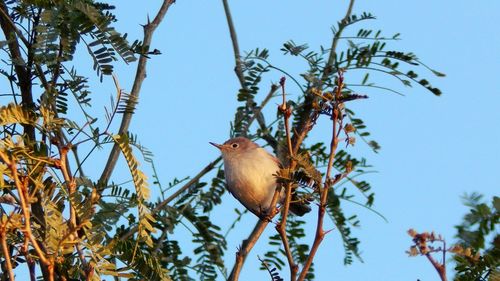 Low angle view of bird perching on tree against clear sky