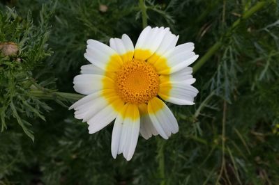 Close-up of yellow flower blooming outdoors