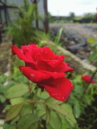 Close-up of red rose