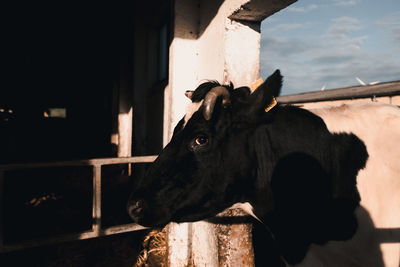 Cow standing in stable