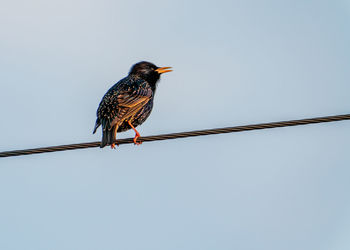 Low angle view of bird perching on cable against clear sky