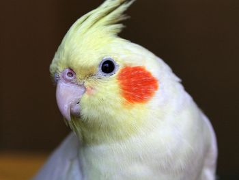 Close-up of bird