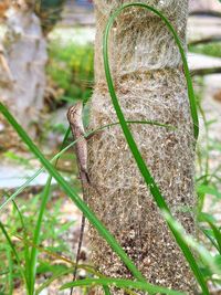 Close-up of lizard on tree in field