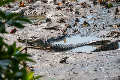 High angle view of snake on rock