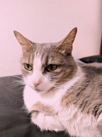 Close-up of cat looking at home