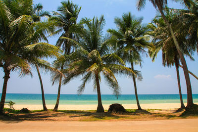 Palm trees on beach against sky