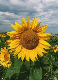 Close-up of sunflower on field against cloudy sky