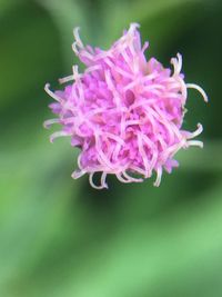 Close-up of pink flower blooming outdoors