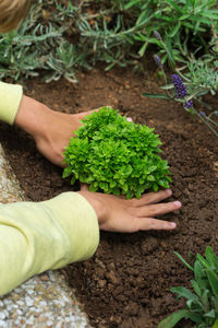 Cropped hand of person planting sapling