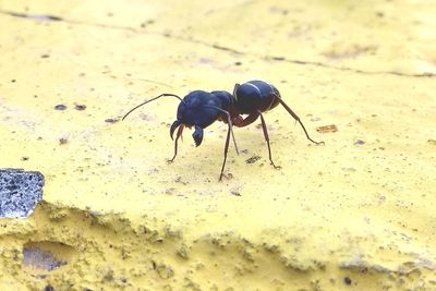 Close-up of black insect on ground