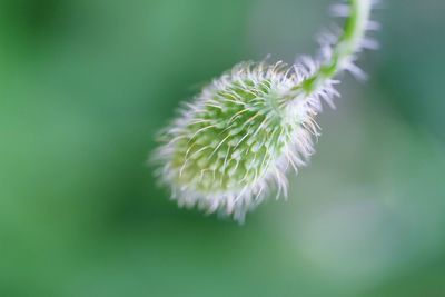 Close-up of white flower plant