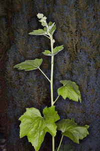 Close-up of green leaves