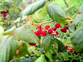 Close-up of red flowers