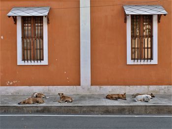 Cats on window