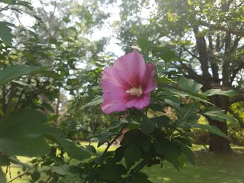 Close-up of pink flowers