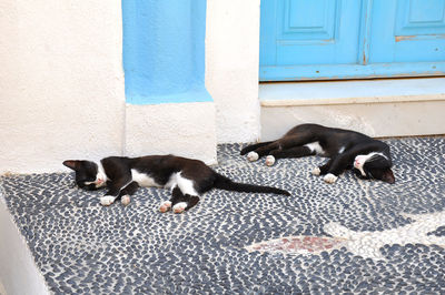 Cats sleeping