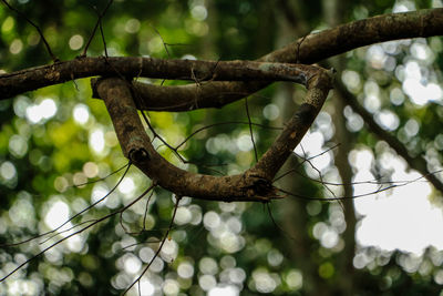 Low angle view of plant growing on tree in forest