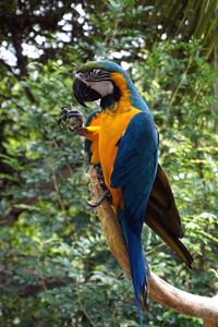 Low angle view of blue and gold macaw perching on tree