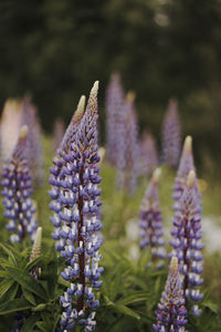 Close-up of purple lavender flowers on field