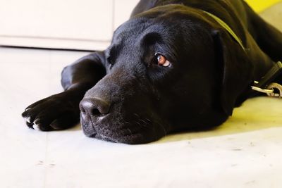 Close-up of black dog lying down