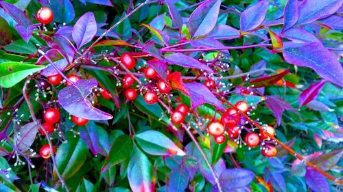 Close-up of berries growing on tree