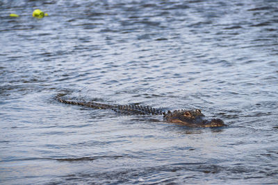 High angle view of alligator swimming in sea