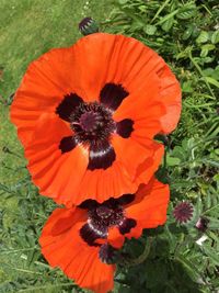 High angle view of orange poppy blooming outdoors